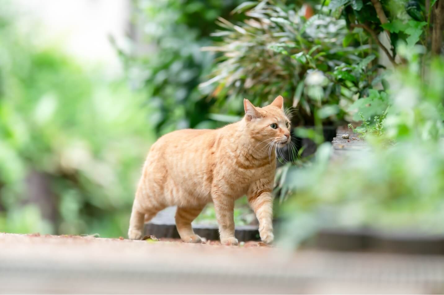 STORY：庭を眺める、何もない時間